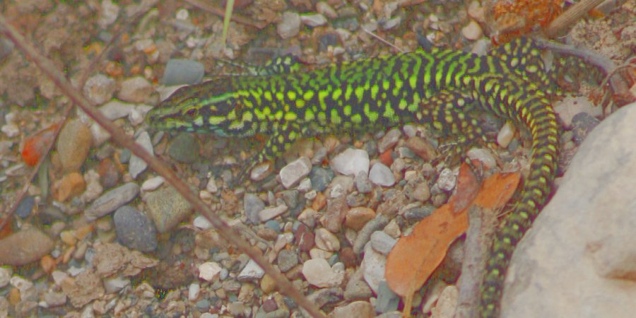 Lucertola muraiola (Podarcis muralis)