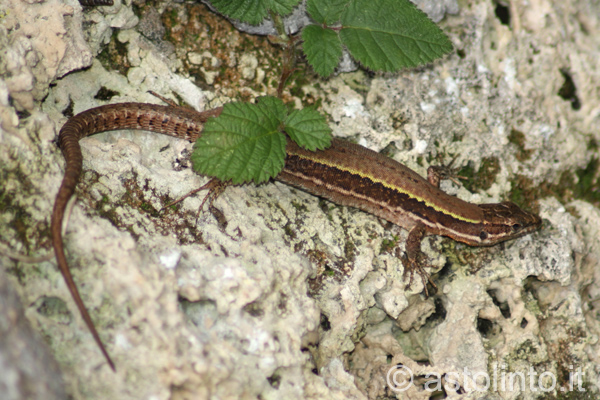 Lucertola muraiola (Podarcis muralis)