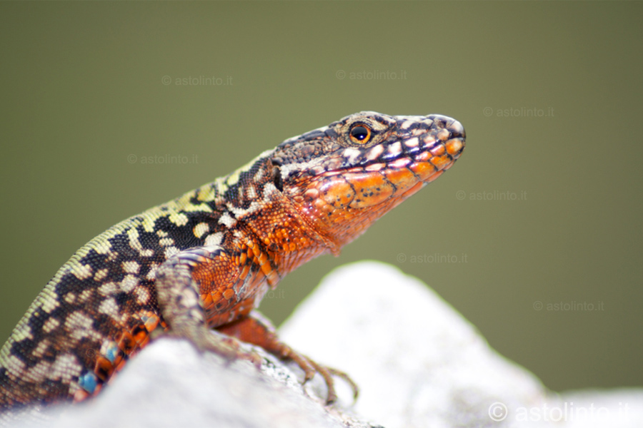 Lucertola muraiola (Podarcis muralis)