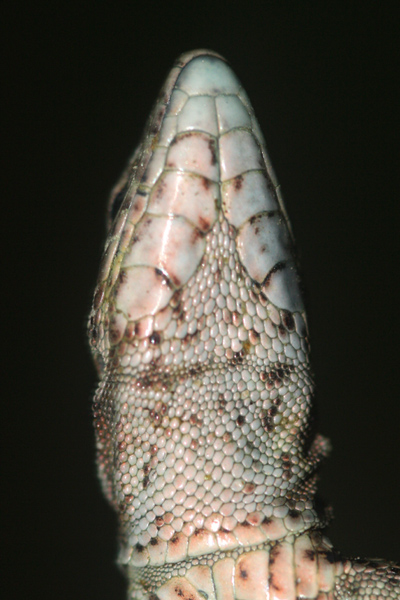 Lucertola muraiola (Podarcis muralis)