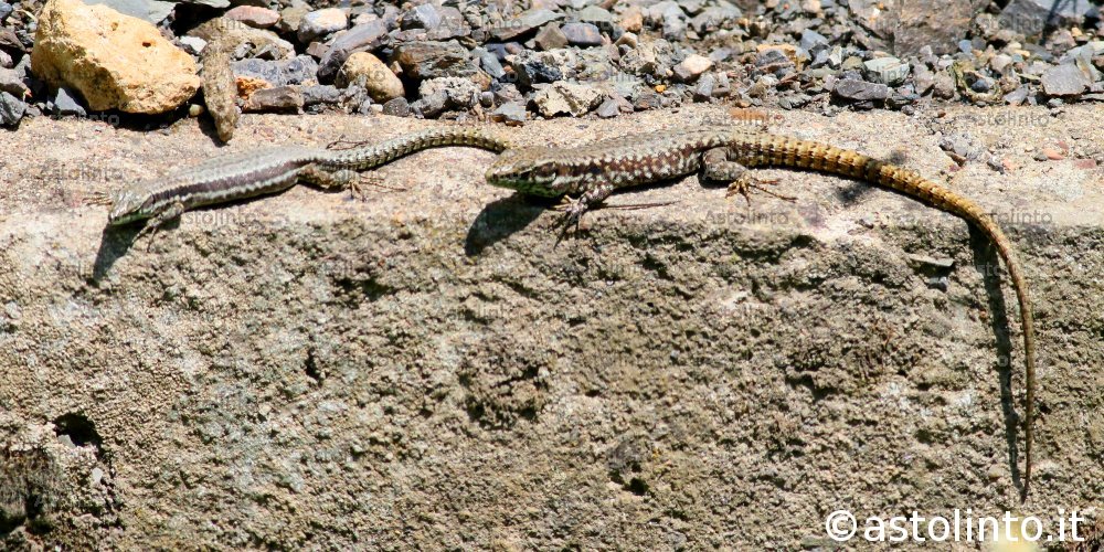 Lucertola muraiola (Podarcis muralis)
