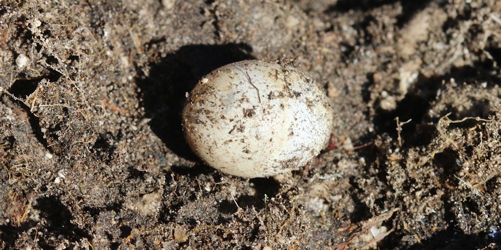 Lucertola muraiola (Podarcis muralis)