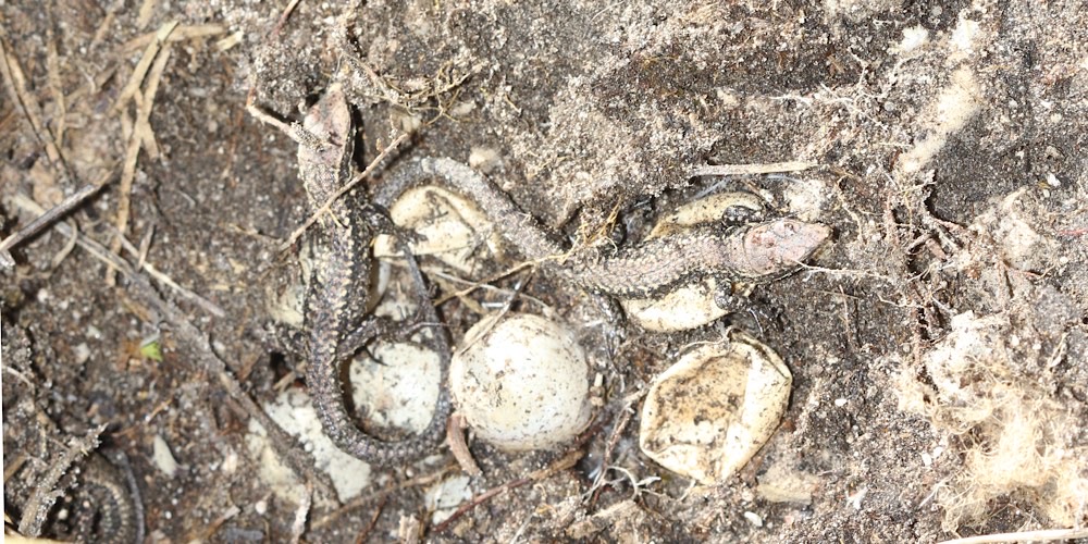 Lucertola muraiola (Podarcis muralis)