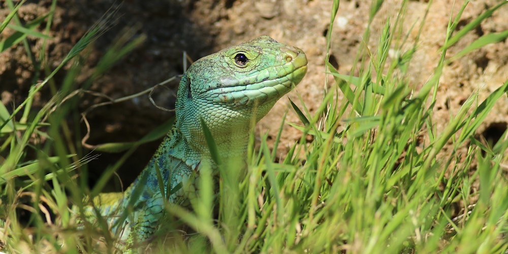Lucertola ocellata (Timon lepidus)