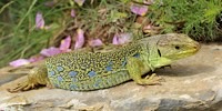 Foto della Lucertola ocellata