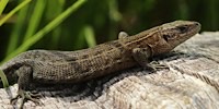 Foto della Lucertola Podarcis carniolica