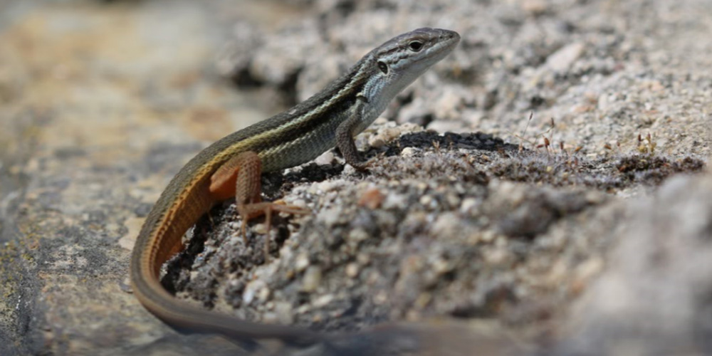 Lucertola striata (Psammodromus algyrus), foto principale.