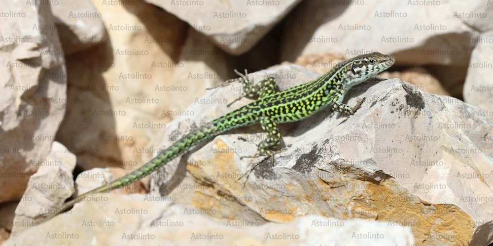 Lucertola tirrenica (Podarcis tiliguerta), foto di esempio dell'animale.