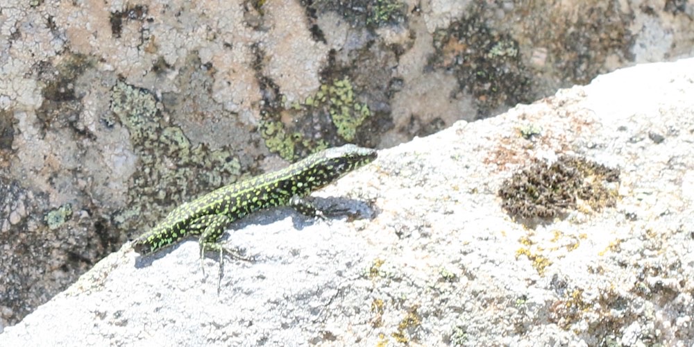 Lucertola tirrenica (Podarcis tiliguerta)