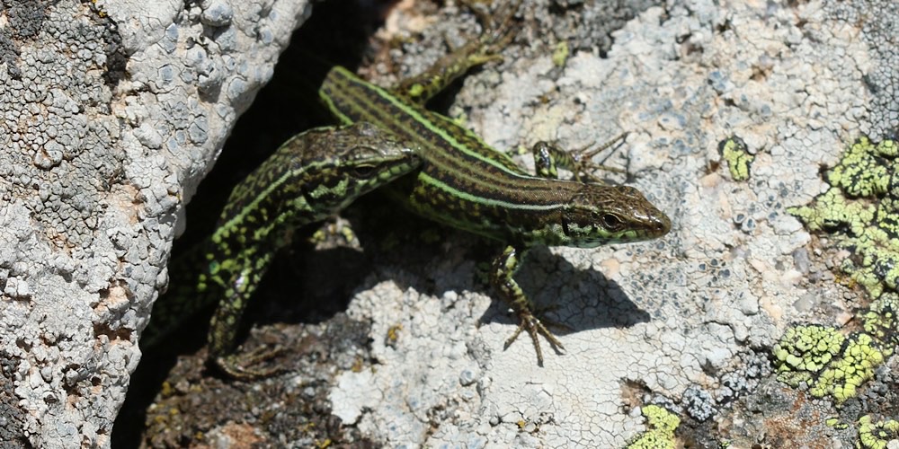 Lucertola tirrenica (Podarcis tiliguerta)