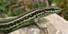 Thyrrenian lizard photo