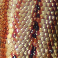 Zootoca