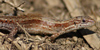 Vivipaorus lizard photo