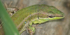 Sicilian lizard photo