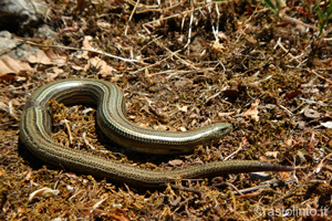 Luscengola (Chalcides chalcides), foto di esempio dell'animale.