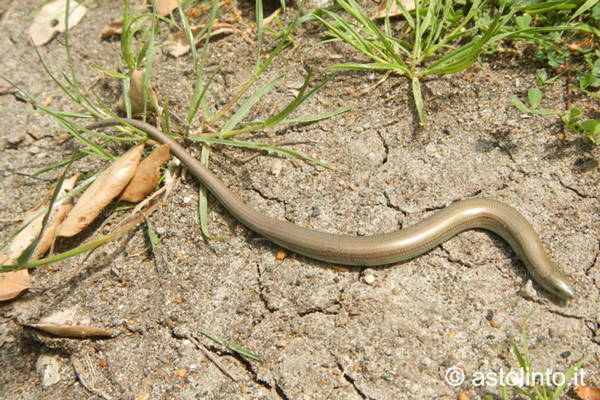 Luscengola (Chalcides chalcides)