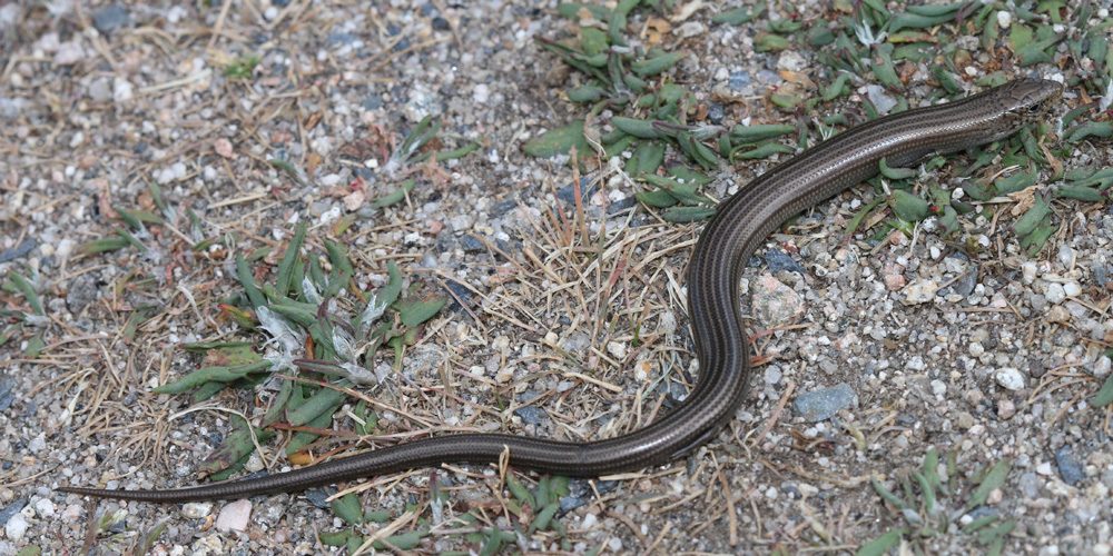Luscengola striata (Chalcides striatus), foto di esempio dell'animale.