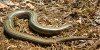 Luscengola