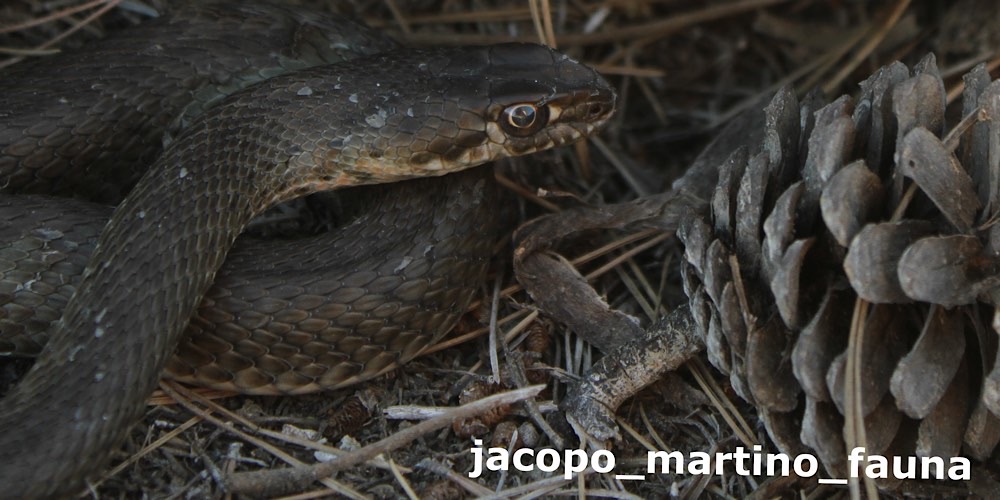 Colubro lacertino orientale (Malpolon insignitus), foto di esempio dell'animale.
