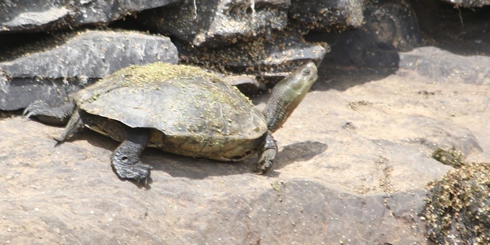 Tartaruga palustre mediterranea (Mauremys leprosa), foto di esempio dell'animale.