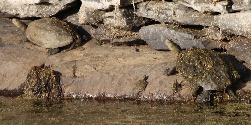 Tartaruga palustre mediterranea (Mauremys leprosa)