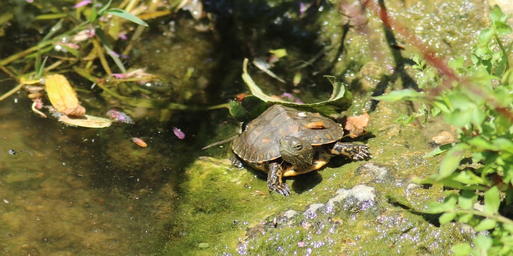Tartaruga palustre mediterranea (Mauremys leprosa)