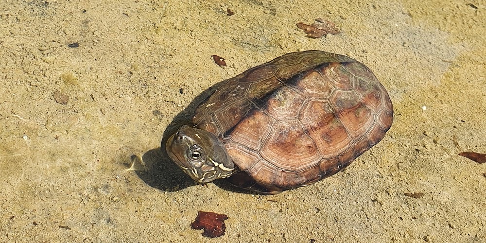 Tartaruga cinese tricarinata (Mauremys reevesii), foto di esempio dell'animale.