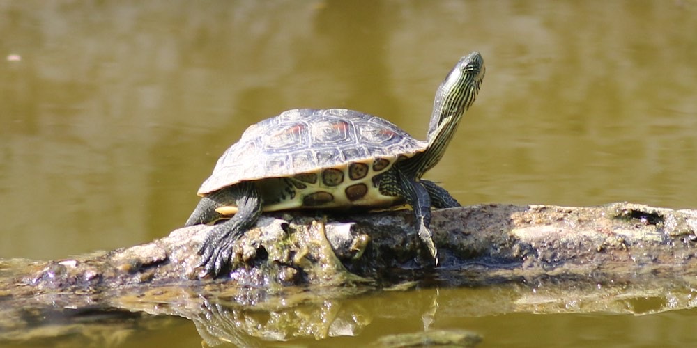 Tartaruga cinese dal collo striato (Mauremys sinensis), foto di esempio dell'animale.