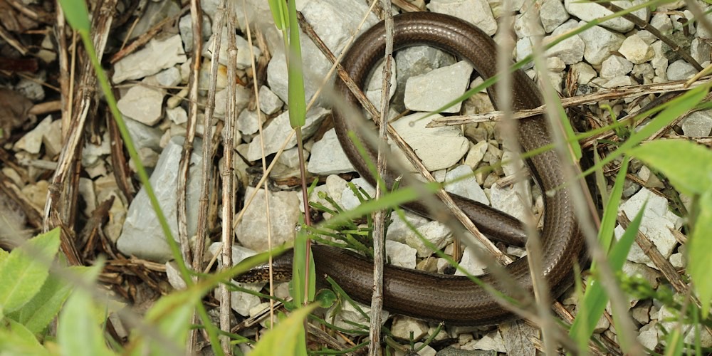 Orbettino europeo (Anguis fragilis), comportamento e curiosità Orbettino europeo (Anguis fragilis)