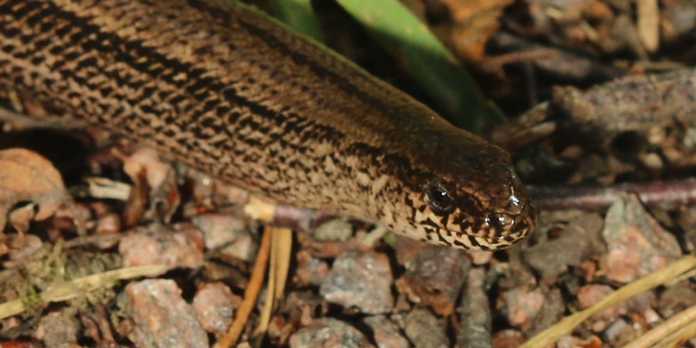 Orbettino europeo (Anguis fragilis), foto Orbettino europeo (Anguis fragilis)