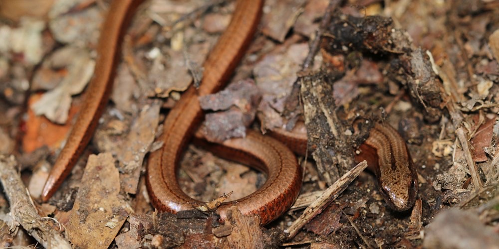 Orbettino europeo (Anguis fragilis), foto Orbettino europeo (Anguis fragilis)