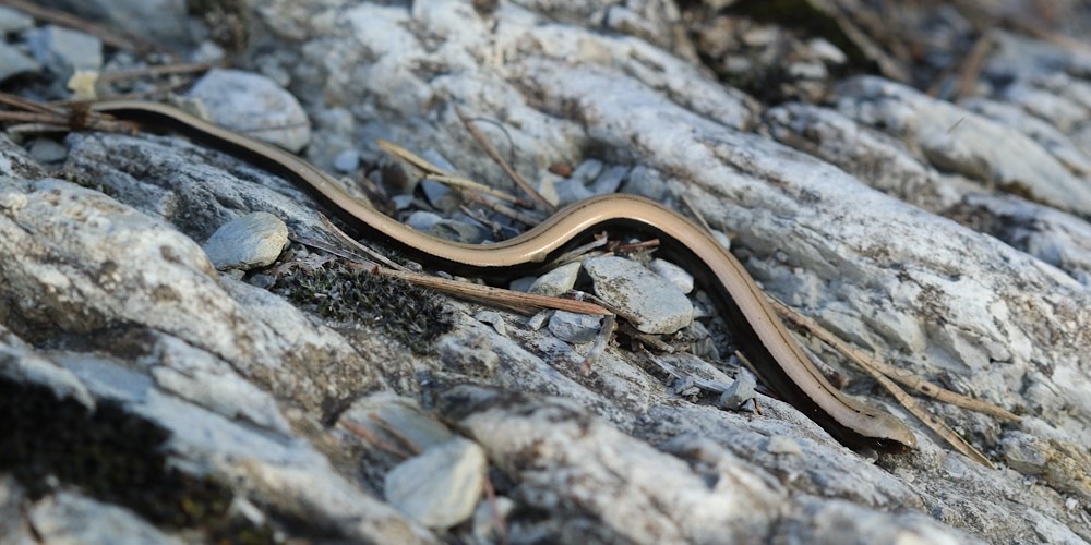 Orbettino europeo (Anguis fragilis), diversità intraspecifica prima foto Orbettino europeo (Anguis fragilis)