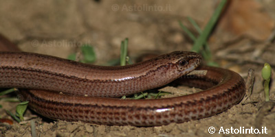 Orbettino italiano (Anguis veronensis), foto di esempio dell'animale.