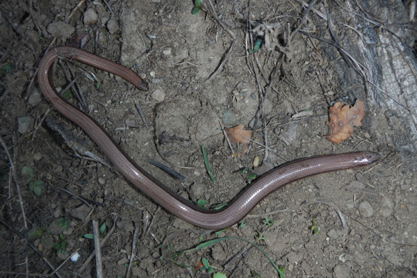 Orbettino italiano (Anguis veronensis)