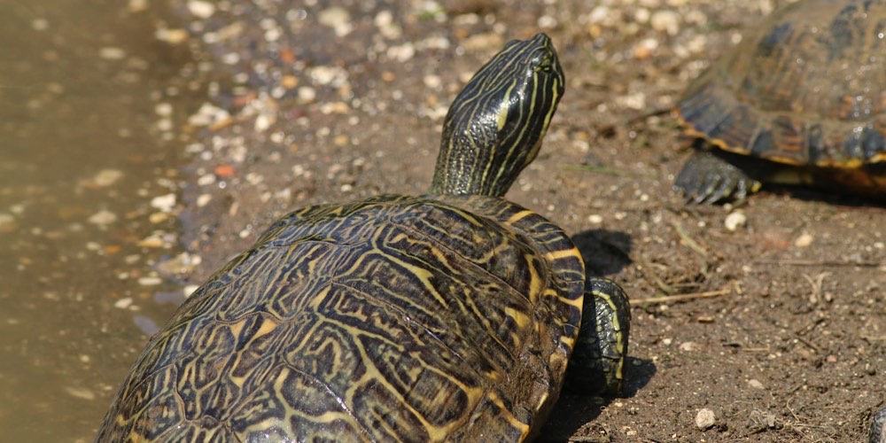 Tartaruga di fiume americana (Pseudemys concinna), foto di esempio dell'animale.