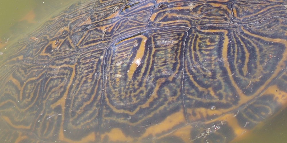 Tartaruga di fiume americana (Pseudemys concinna)