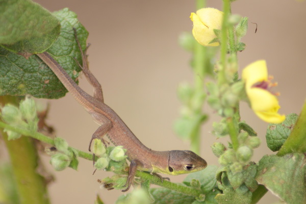 Ramarro occidentale (Lacerta bilineata)