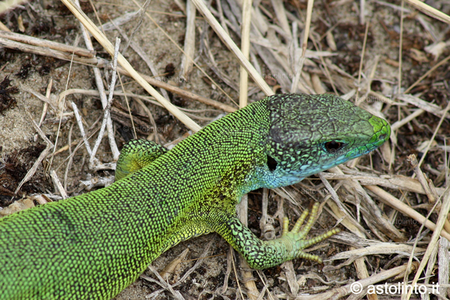 Ramarro orientale (Lacerta viridis), foto di esempio dell'animale.
