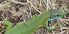 European green lizard