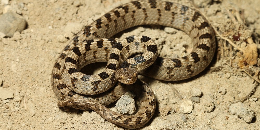 Serpente gatto (Telescopus fallax), foto di esempio dell'animale.