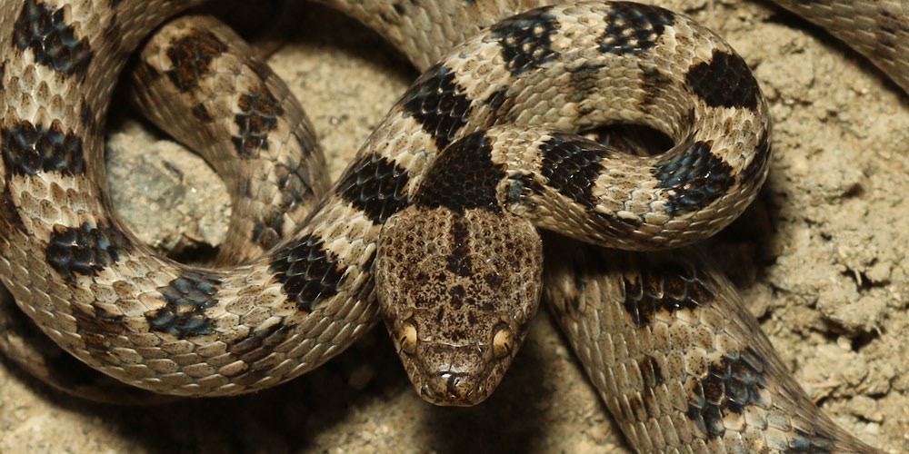 Serpente gatto (Telescopus fallax)