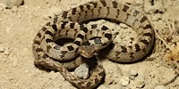 Serpente gatto immagine
