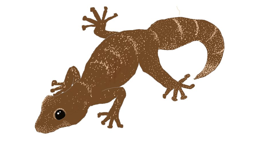 Tarantolino (Euleptes europaea), foto di esempio dell'animale.
