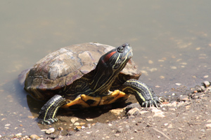 Tartaruga americana (Trachemys scripta), foto di esempio dell'animale.