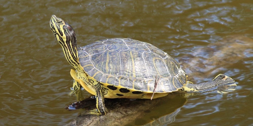 Tartaruga americana (Trachemys scripta)