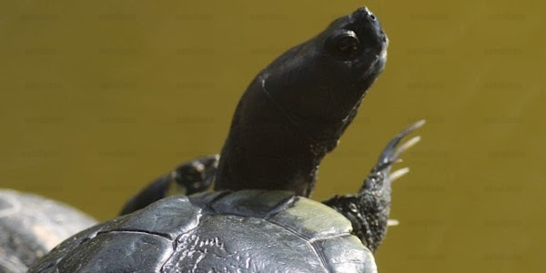 Tartaruga americana (Trachemys scripta)