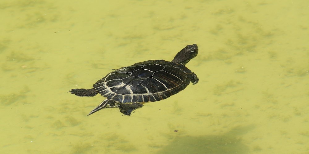 Tartaruga americana (Trachemys scripta)
