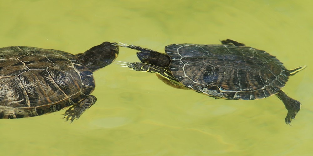 Tartaruga americana (Trachemys scripta)