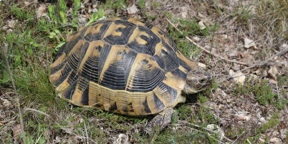 Testuggine greca (Testudo graeca), foto di esempio dell'animale.