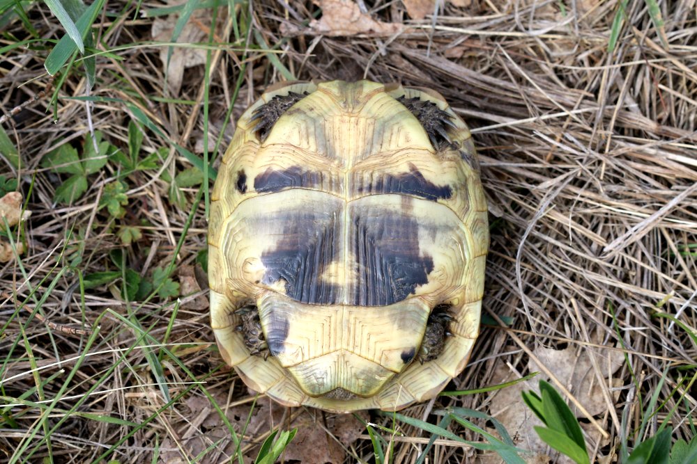 Testuggine greca (Testudo graeca)